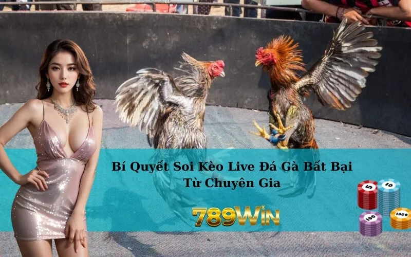 Bí Quyết Soi Kèo Live Đá Gà Bất Bại Từ Chuyên Gia