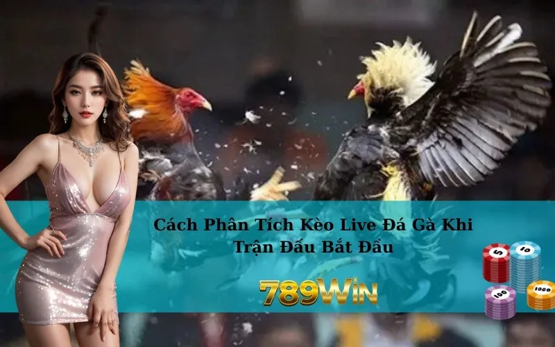 Cách Phân Tích Kèo Live Đá Gà Khi Trận Đấu Bắt Đầu