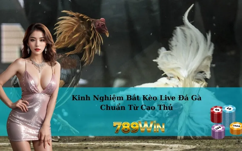 Kinh Nghiệm Bắt Kèo Live Đá Gà Chuẩn Từ Cao Thủ